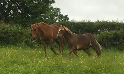 Country diary: Clink-clop, clink-clop, goes the sound of a loose horseshoe