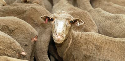 Why Australia banning live sheep exports may be a net loss for animal welfare