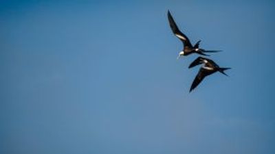 Male promiscuity to blame for bird divorce