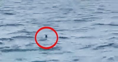 Huge shark 'bigger than a Great White' filmed off the coast of Wales