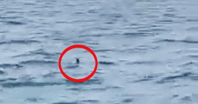 Cries of 'oh my God' as children on rubber ring pulled back on boat as shark spotted