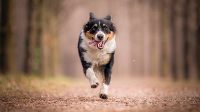 Transform your dog’s recall with this simple tip from an expert trainer
