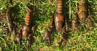 Crayfish plague outbreak in popular Irish river could wipe out native white-clawed species