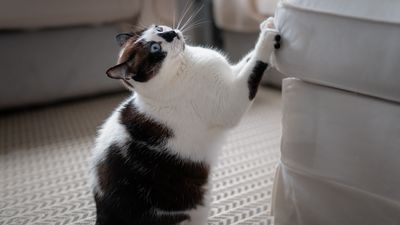 Cat owners! Put an end to couch scratching once and for all with these three genius tips from an expert