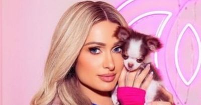 Paris Hilton announces 'adorable' new addition to the family months after pet's death