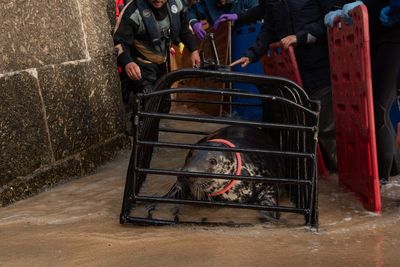 Cornish seal swims free after rescue from life-threatening frisbee entanglement