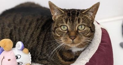 Overlooked feline trio look for fur-ever home away from Forth Valley adoption centre