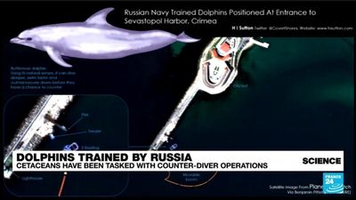 War in Ukraine: Russia trains dolphins to patrol Crimean port of Sevastopol