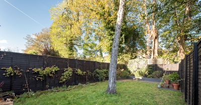 Nightmare neighbour chopped down 'overhanging' tree then complained once it was gone