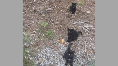 Optical Illusion: Find the fourth cat in this picture