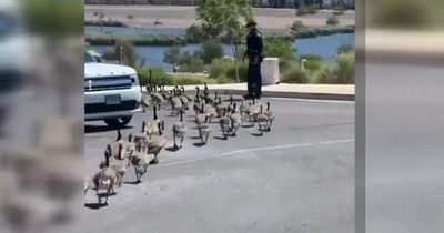 Horror moment angry driver deliberately runs into flock of geese and kills several