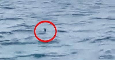 Huge shark 'bigger than a Great White' spotted near popular Wales beach