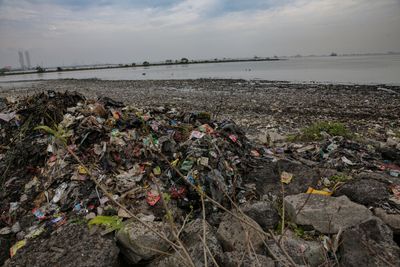 Plastic Pollution Endangers Endangered Seabirds, New Research Reveals