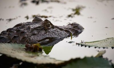 Alligator enters couple’s Louisiana home through dog door