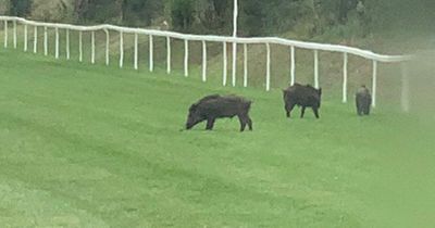 Rare wild boar turn up at Welsh racecourse as staff stunned