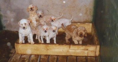 49 dogs seized from Co Armagh puppy farm after 'living in squalor'