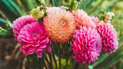 Dahlia diseases – expert tips to mitigate many potential risks to your blooms
