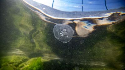 Stunning Photos Show Playful Dolphin Juggling Jellyfish