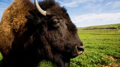 Careless photographer seen creeping up behind bison at State Park