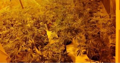 Six cannabis farms and £5m worth of drugs discovered in Cardiff as part of police crack-down