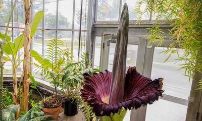 ‘Like a very pungent office fridge’: rare corpse flower blooms in San Francisco