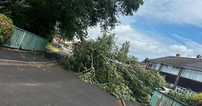 Bristol woman says her family was almost hit by falling tree during school run