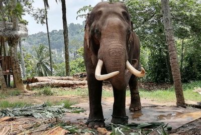 Care sought for other jumbos