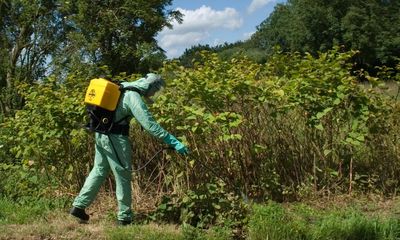 Japanese knotweed and other invasive species may be costing UK £4bn a year