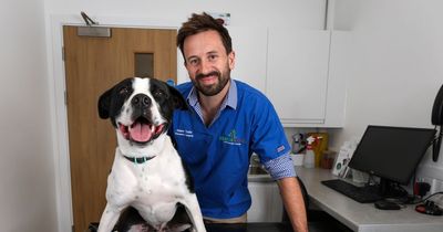 Leeds vet issues warning as dog rushed for surgery after eating balls
