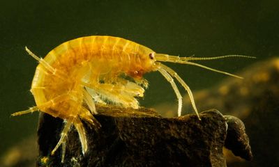 Country diary: Freshwater shrimps scoot around the splat