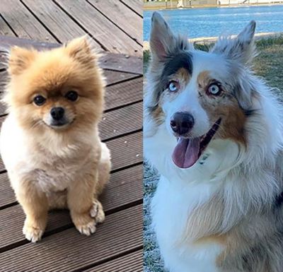 Bowie and Marbles: police hunt thieves of blind Gold Coast dog and Melbourne pomeranian