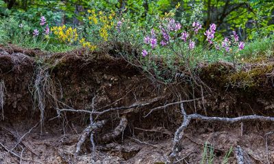 EU sets out first-ever soil law to protect food security and slow global heating