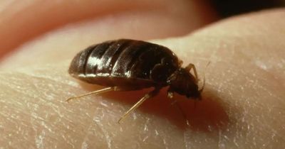 Seven signs you have bed bugs and how to get rid of them, according to experts