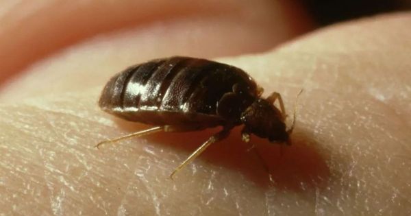 How to get rid of drugstore beetles: an expert guide