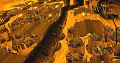 Inside 1,000 cannabis farms raided in a MONTH - filled with £130million of drugs