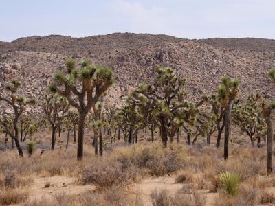 Joshua trees are dying. This new legislation hopes to tackle that