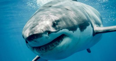 Great white sharks could soon appear in UK waters as researchers rush to Cornwall