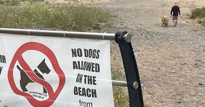 Dog owners are blatantly ignoring beach bans in Swansea and abusing residents who challenge them, it's claimed