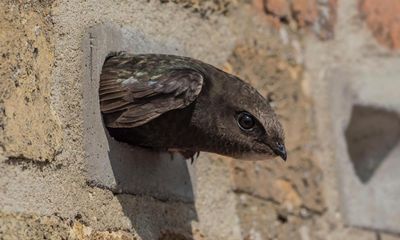 Tory MPs back mandatory swift bricks in all new homes to help declining birds