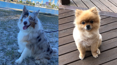 Cops Are Looking For The Thieves Of A Blind Gold Coast Dog And A Melbourne Pomeranian