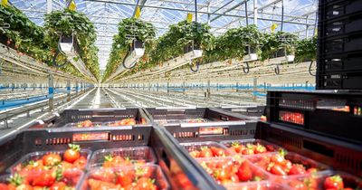 £11m Dyson Farming high-tech strawberry expansion lands with East Yorkshire specialist