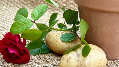 How to grow rose cuttings in potatoes – an intriguing trick that’s sweeping social media