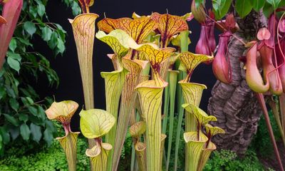 Peat-free success for carnivorous plants adds weight to peat ban, says RHS