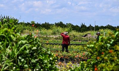 Union wins at New York farms raise hopes for once-powerful UFW