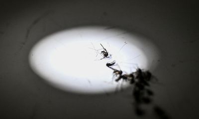 Experts say climate change likely to increase US malaria cases