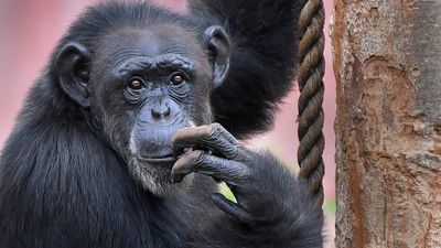 Sci-Five | The Hindu Science Quiz: On Primates