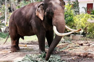 Parks chief: No policy to reclaim Thai ‘ambassador elephants’