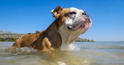 Dog owners 'wreaking havoc, mess and terror' as they ignore ban on beaches