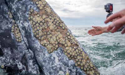 Grey whales seen seeking human help to remove parasites