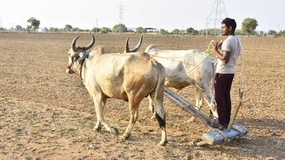 Declare Yadgir drought-hit, farmers tell govt.